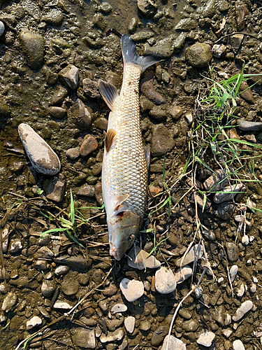 ニゴイの釣果