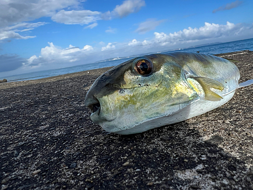 ダツの釣果