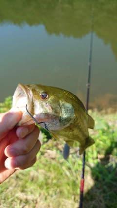 ブラックバスの釣果