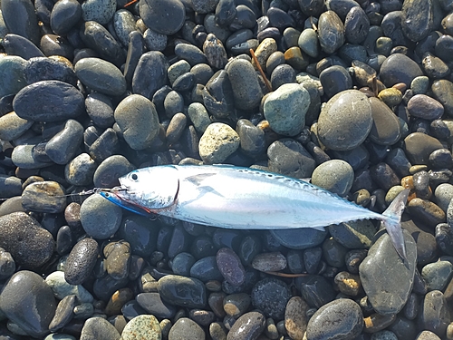 ソウダガツオの釣果