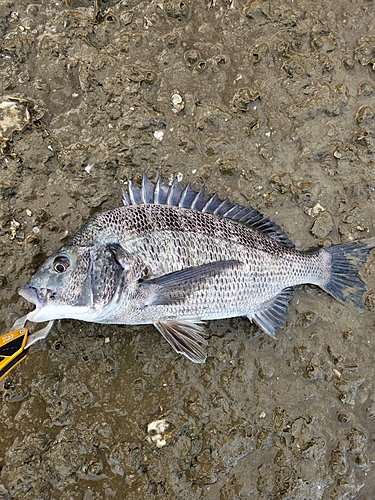 チヌの釣果