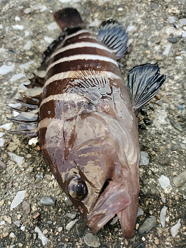 アオハタの釣果