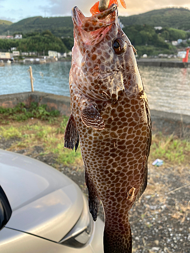 オオモンハタの釣果