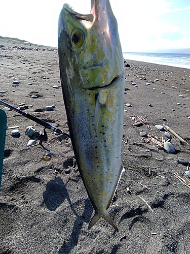 シイラの釣果