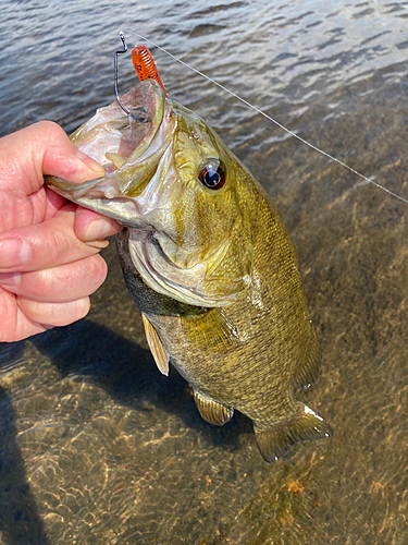 スモールマウスバスの釣果