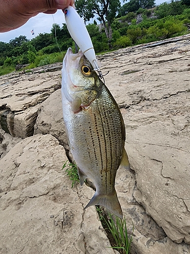 釣果