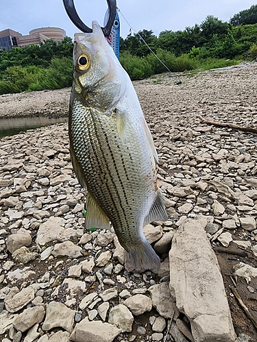 釣果