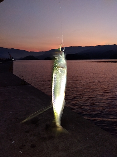 サバの釣果