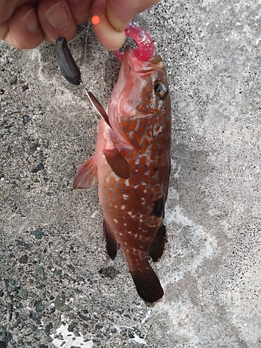 アコウの釣果