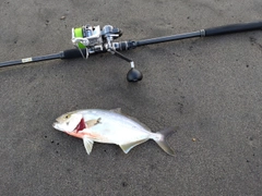 ショゴの釣果