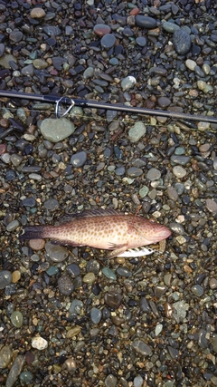 オオモンハタの釣果