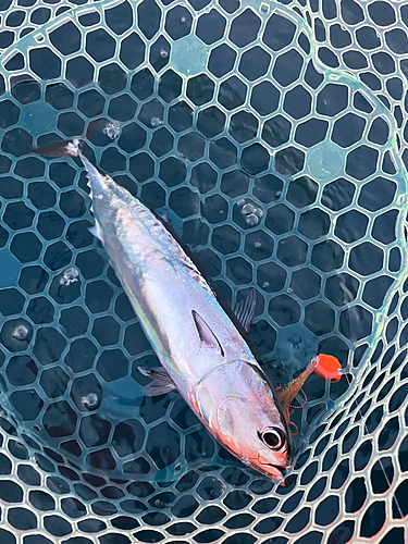 ソウダガツオの釣果