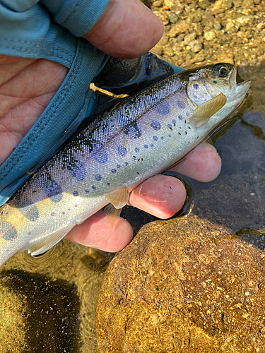 ヤマメの釣果