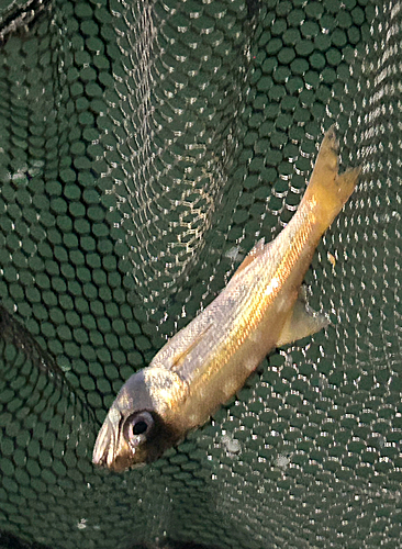 ムツの釣果