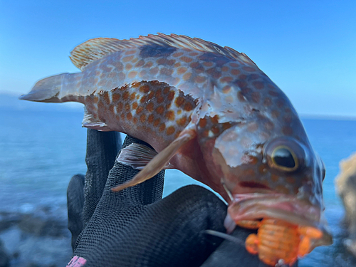 キジハタの釣果