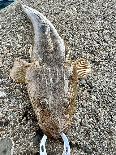 マゴチの釣果