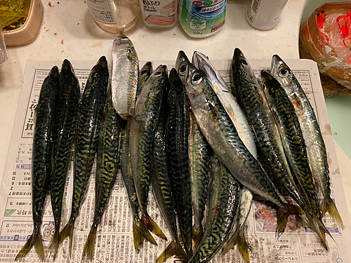 サバの釣果