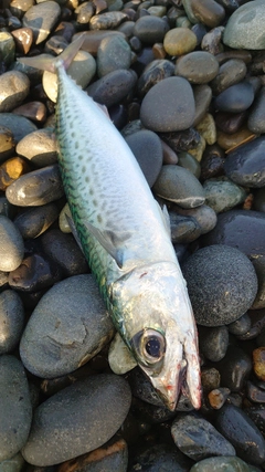 ゴマサバの釣果