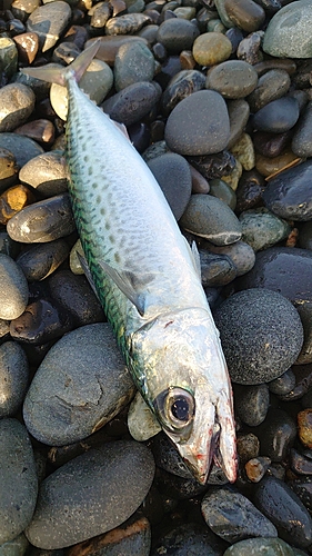 ゴマサバの釣果