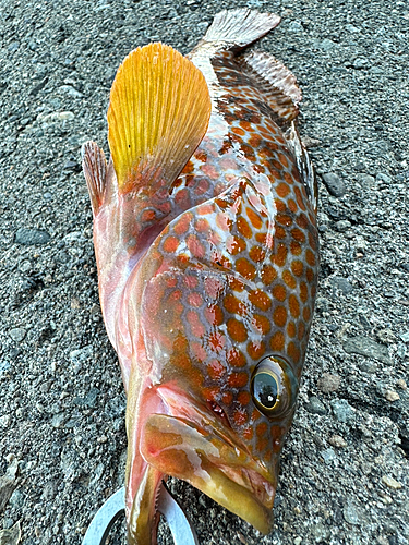 アコウの釣果