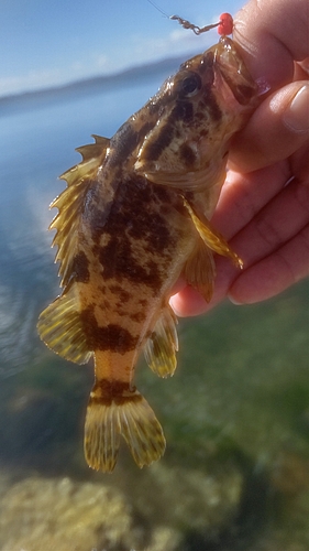 タケノコメバルの釣果