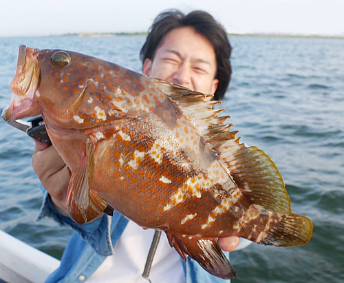 キジハタの釣果