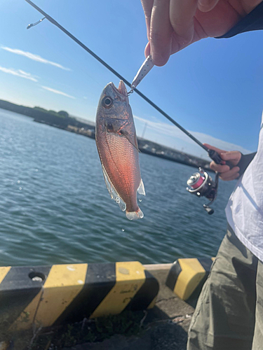 イシモチの釣果