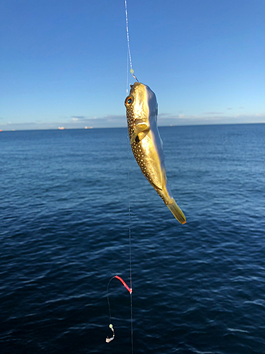 クサフグの釣果