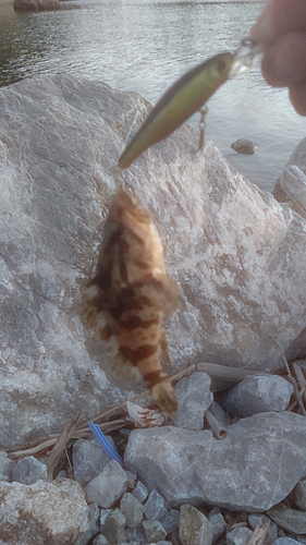 タケノコメバルの釣果