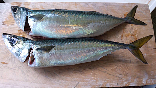 サバの釣果