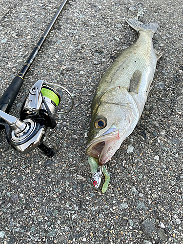 シーバスの釣果