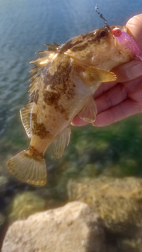 タケノコメバルの釣果