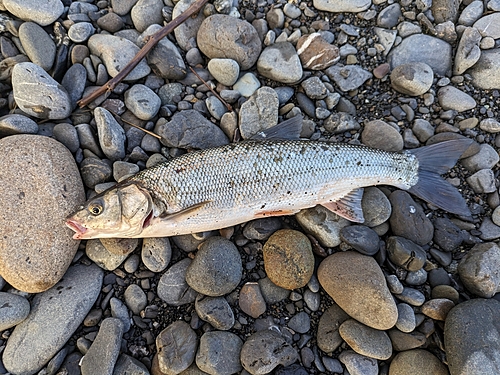 ウグイの釣果