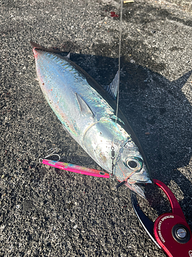 マルソウダの釣果