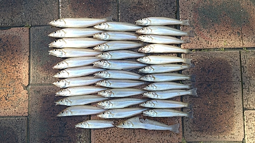 シロギスの釣果