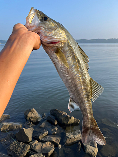 フッコ（マルスズキ）の釣果