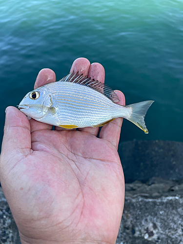 ヘダイの釣果