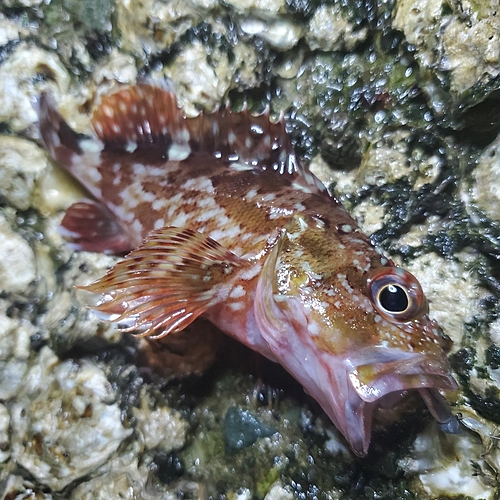 カサゴの釣果