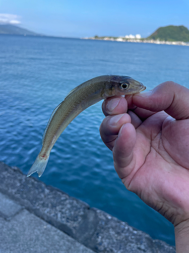 シロギスの釣果