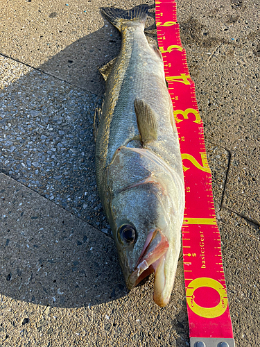 スズキの釣果