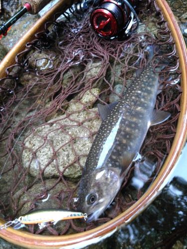 イワナの釣果