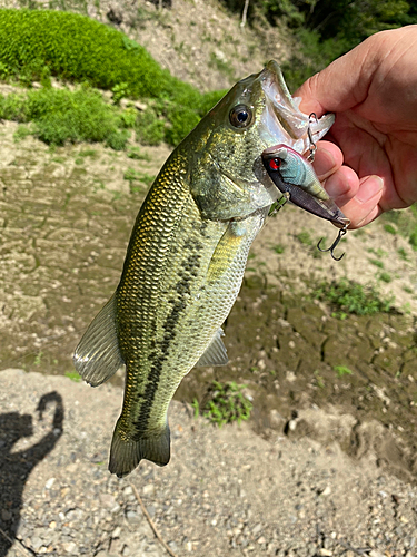 ラージマウスバスの釣果