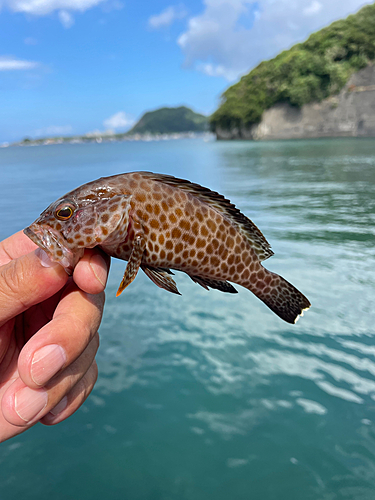 オオモンハタの釣果