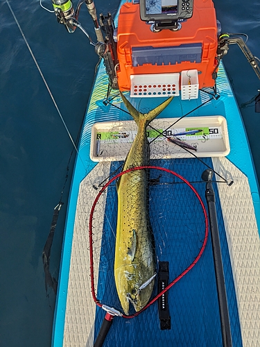 シイラの釣果