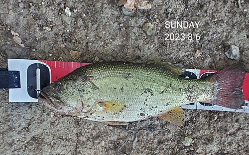 ブラックバスの釣果