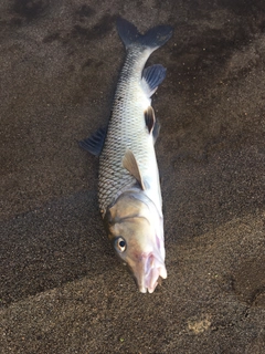 ニゴイの釣果