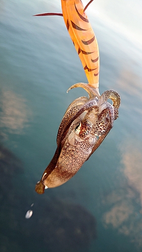 ケンサキイカの釣果