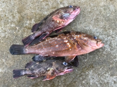 アコウの釣果