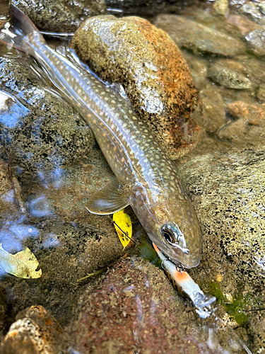 イワナの釣果