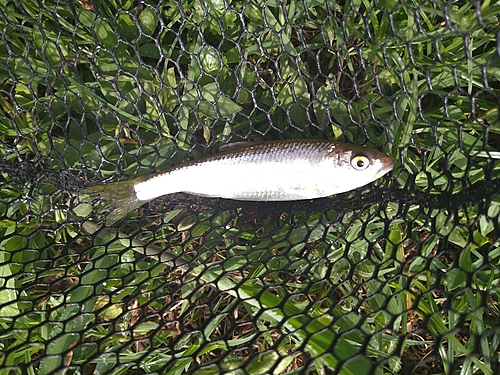 オイカワの釣果